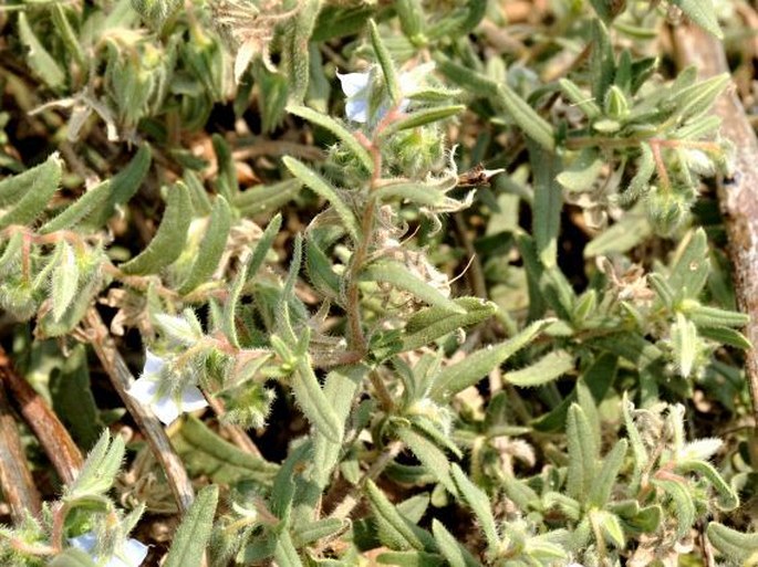 Trichodesma indicum