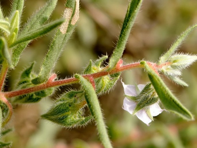 Trichodesma indicum