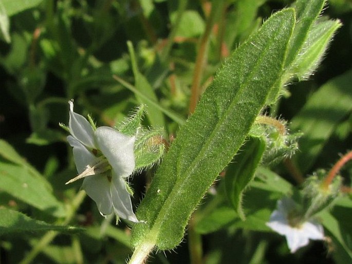 Trichodesma indicum