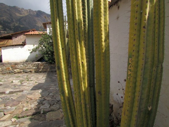 Trichocereus macrogonus