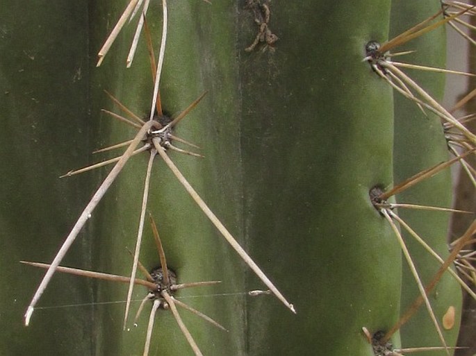 Trichocereus macrogonus