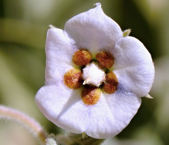 Trichodesma stocksii