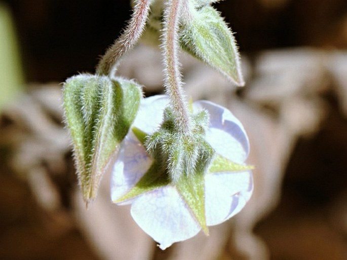 Trichodesma stocksii