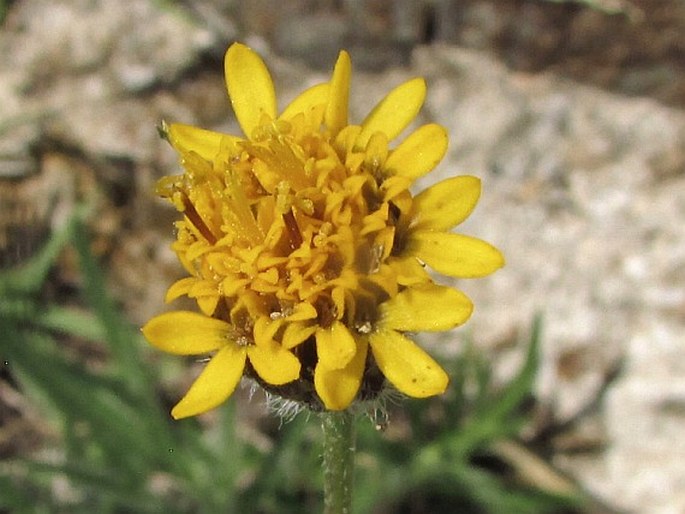 TRIDAX CORONOPIFOLIA (Kunth) Hemsl.