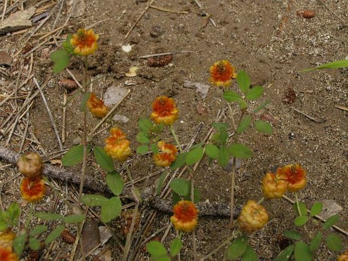 Trifolium boissieri