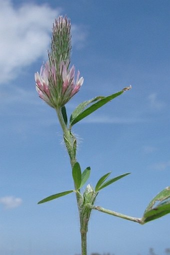 Trifolium pamphylicum