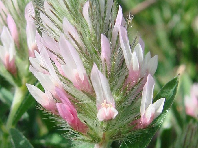 Trifolium pamphylicum