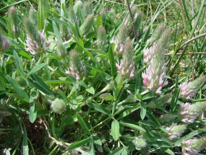 Trifolium pamphylicum