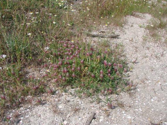 Trifolium pamphylicum