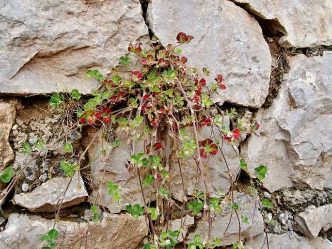 Trifolium subterraneum