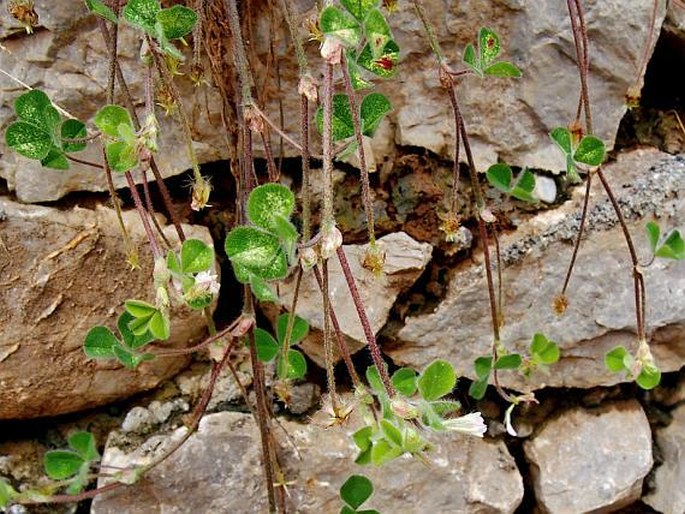 Trifolium subterraneum