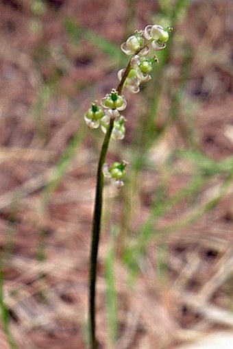 Triglochin laxiflora