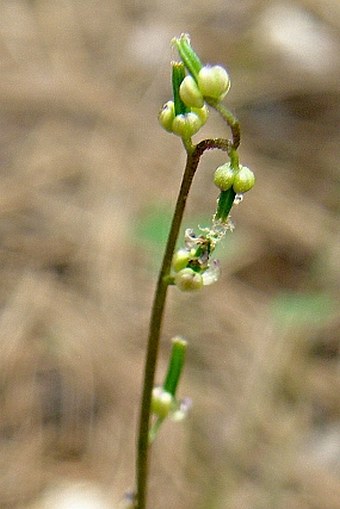 Triglochin laxiflora