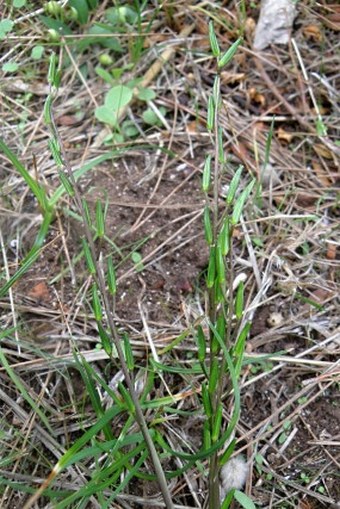 Triglochin laxiflora