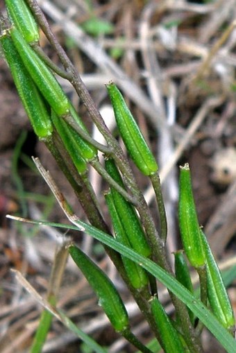 Triglochin laxiflora