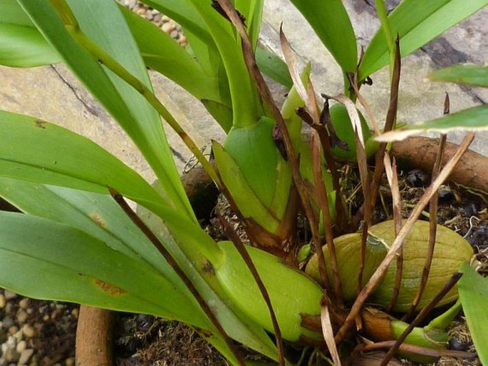 Trigonidium macranthum