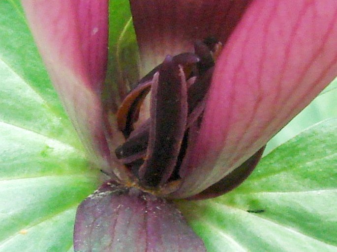 Trillium sessile