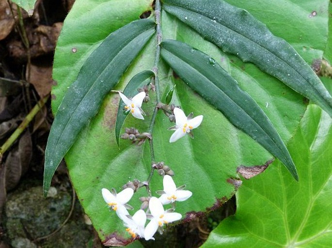 Tripogandra grandiflora