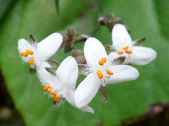 Tripogandra grandiflora