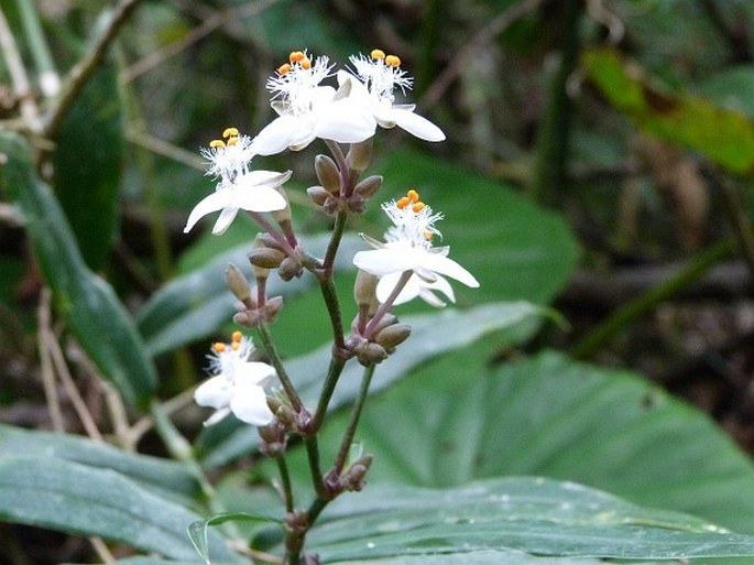 Tripogandra grandiflora