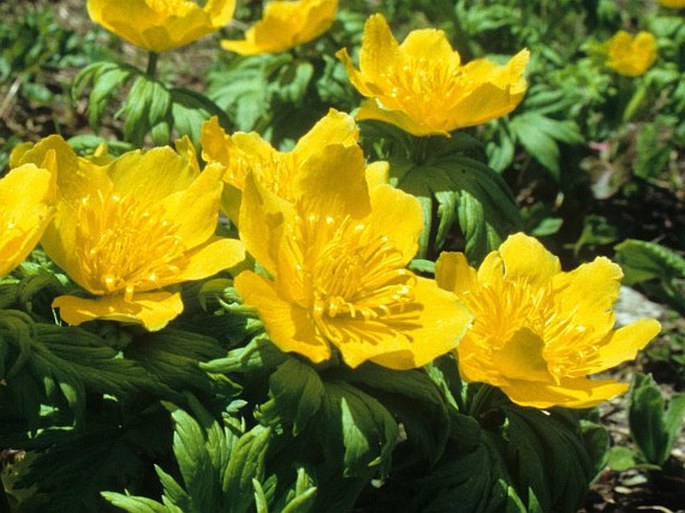 Trollius ranunculinus