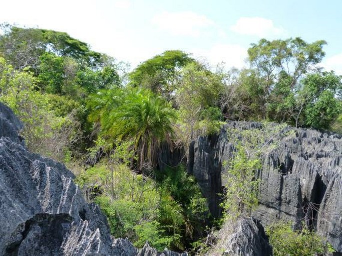 Tsingy de Bemaraha