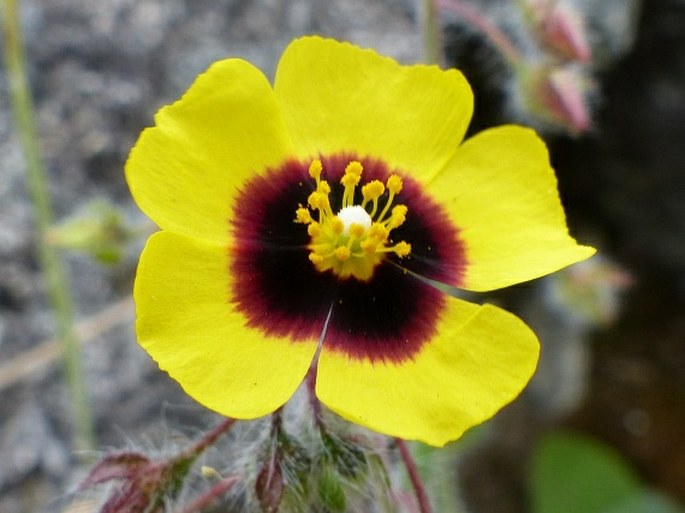 Tuberaria guttata