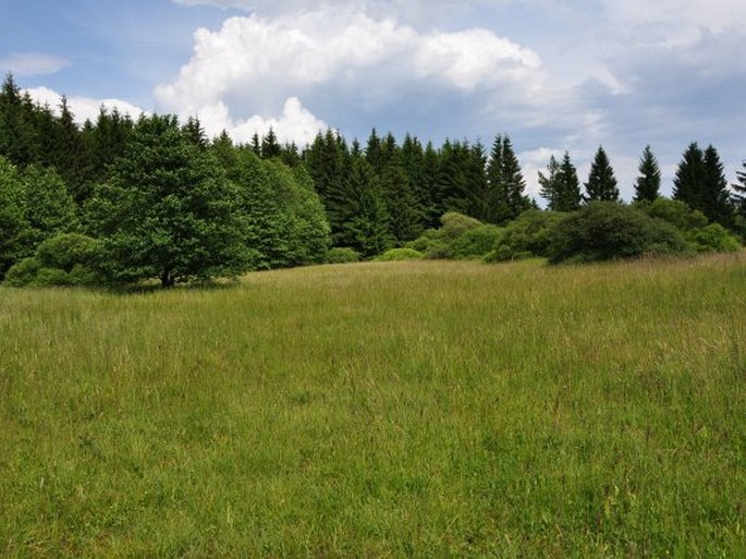 U Tučkovy hájenky