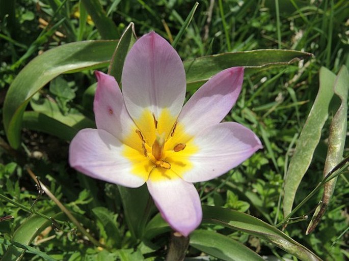 TULIPA SAXATILIS Sieber ex Spreng. – tulipán