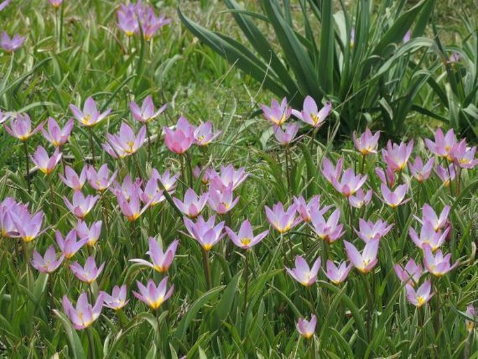 Tulipa saxatilis