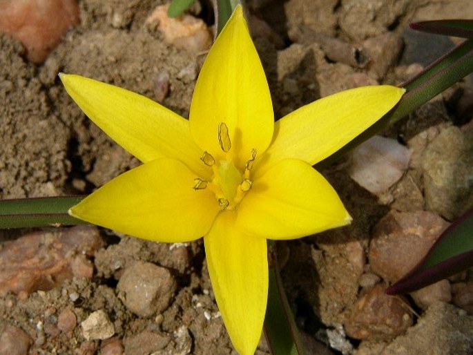 TULIPA TARDA Stapf – tulipán