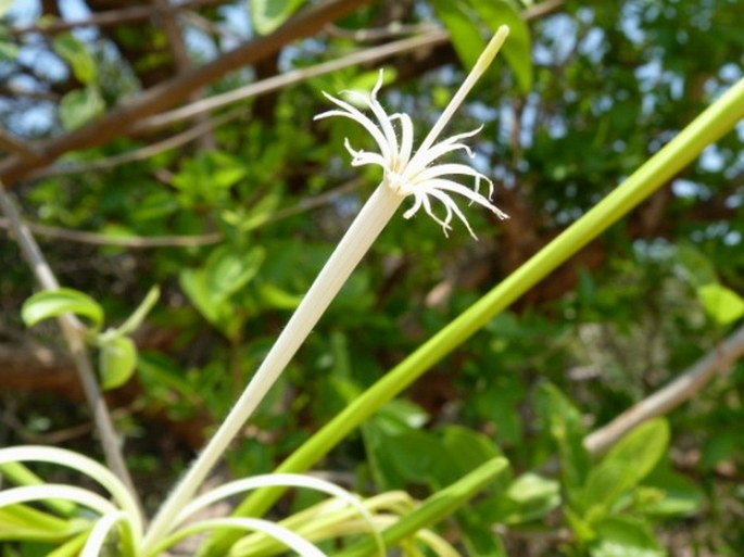 Turraea sericea