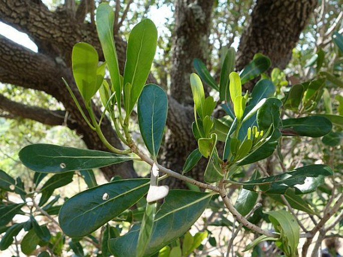 Uapaca bojeri