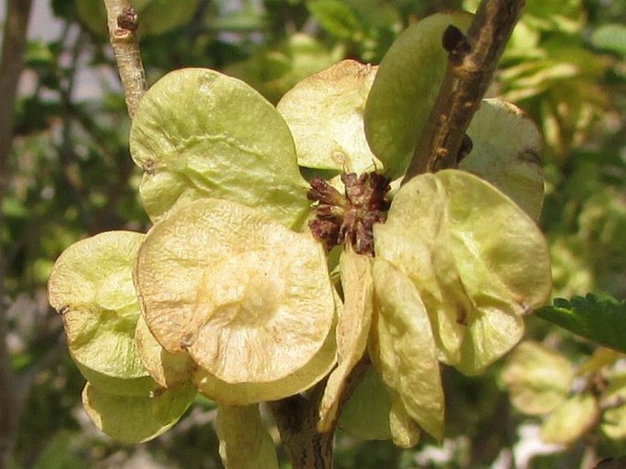 Ulmus pumila