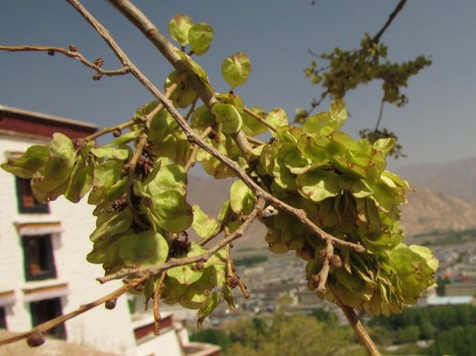 ULMUS PUMILA L. - jilm sibiřský / brest