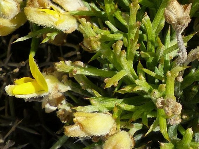 Ulex genistoides subsp. spectabilis