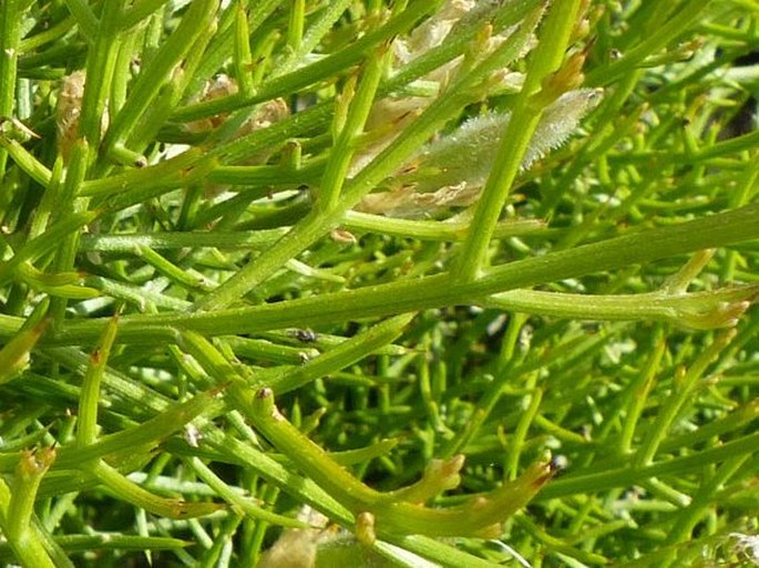 Ulex genistoides subsp. spectabilis