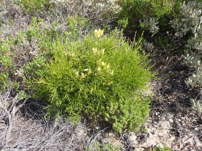 Ulex genistoides subsp. spectabilis