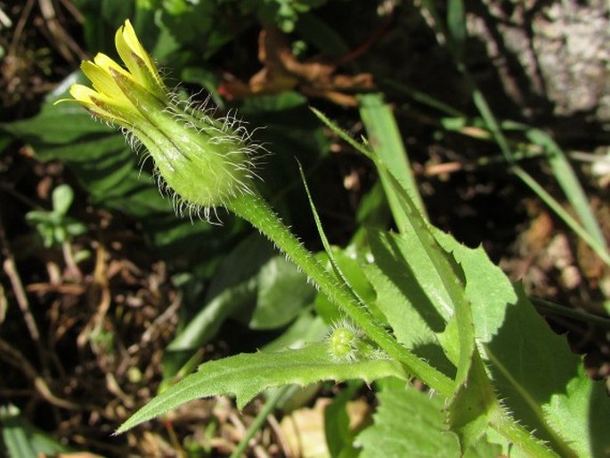 UROSPERMUM PICROIDES (L.) Scop. ex F. W. Schmidt - klepucha