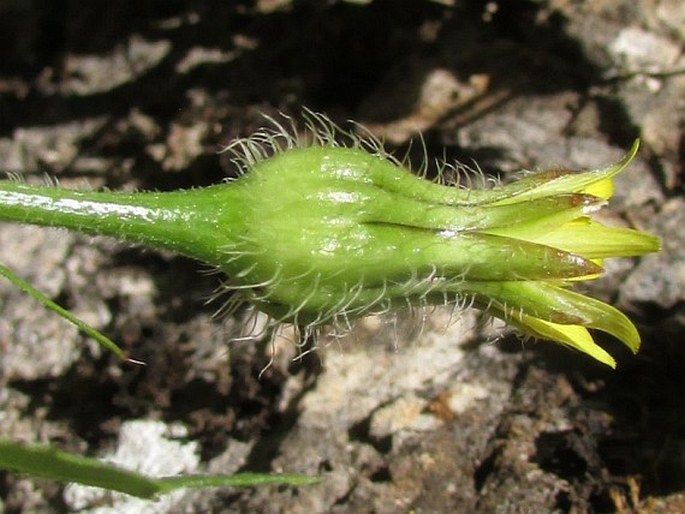 Urospermum picroides