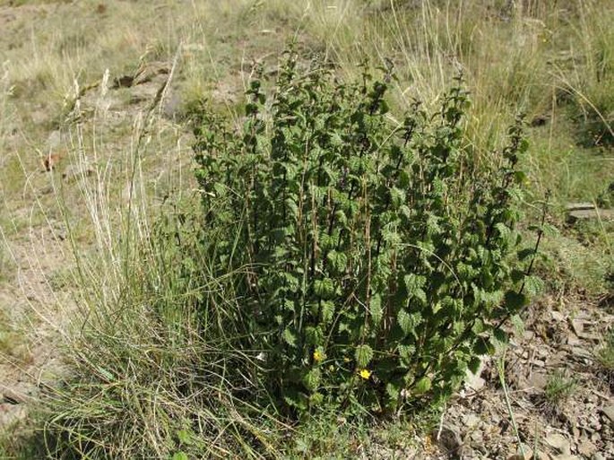 Urtica hyperborea