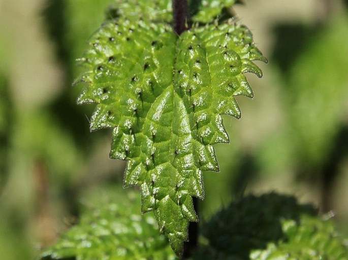 Urtica hyperborea