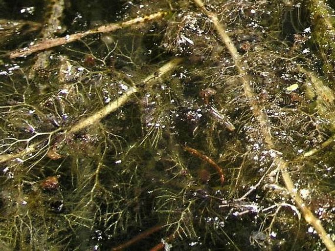 Utricularia vulgaris subsp. macrorhiza