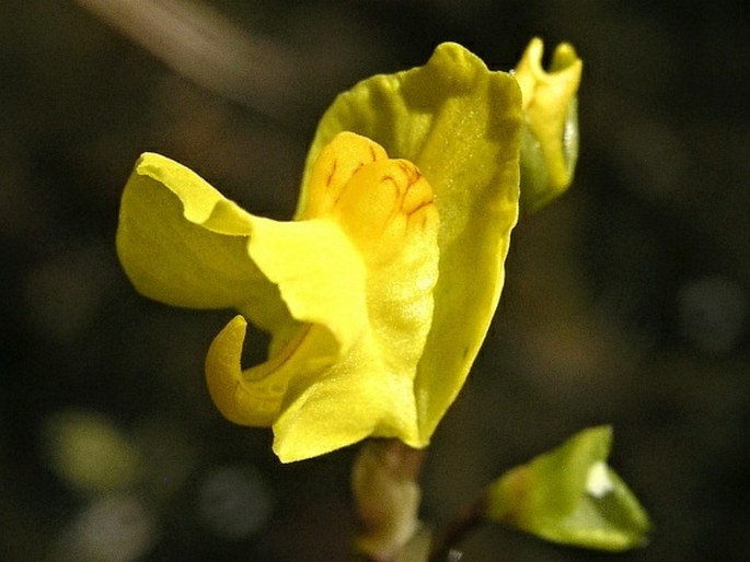 Utricularia vulgaris subsp. macrorhiza