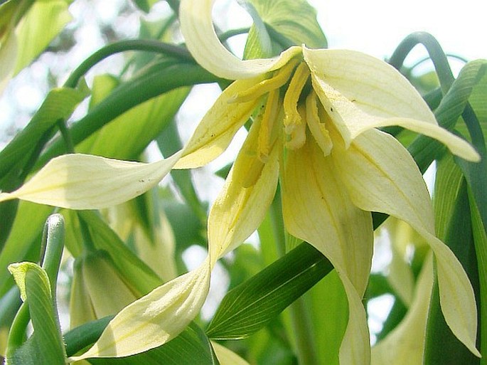 Uvularia grandiflora