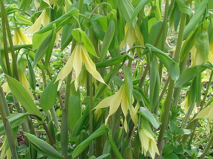 Uvularia grandiflora