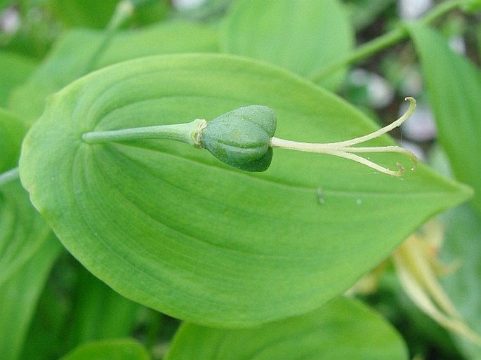 Uvularia grandiflora