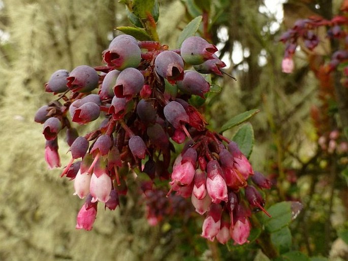 Vaccinium floribundum