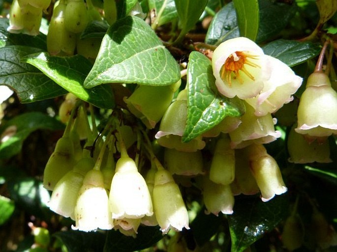 Vaccinium poasanum