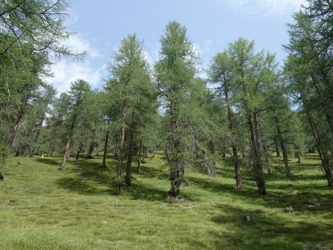 Val Müstair Parc Naziunal